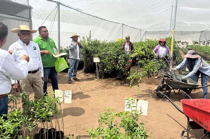 Sader distribuirá 150 mil plantas certificadas de limón a productores en México
