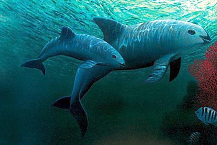 Sonora y autoridades federales refuerzan protección de la vaquita en Alto Golfo