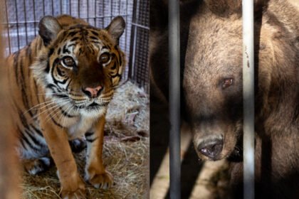 Traslado exitoso de Gordo, Florencia y Flora concluye sin incidentes