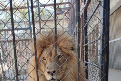 Unidad K9 rescata y asegura fauna silvestre en Celaya, Guanajuato