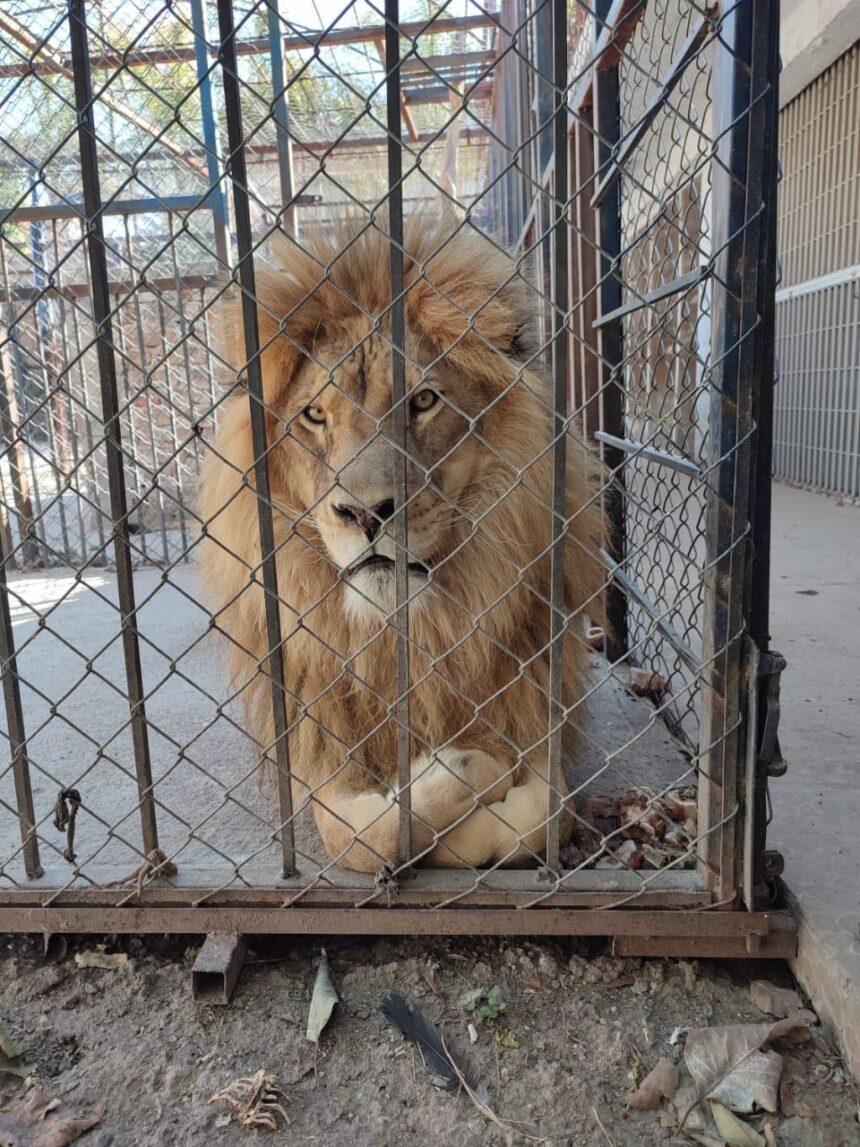 Unidad K9 rescata y asegura fauna silvestre en Celaya, Guanajuato
