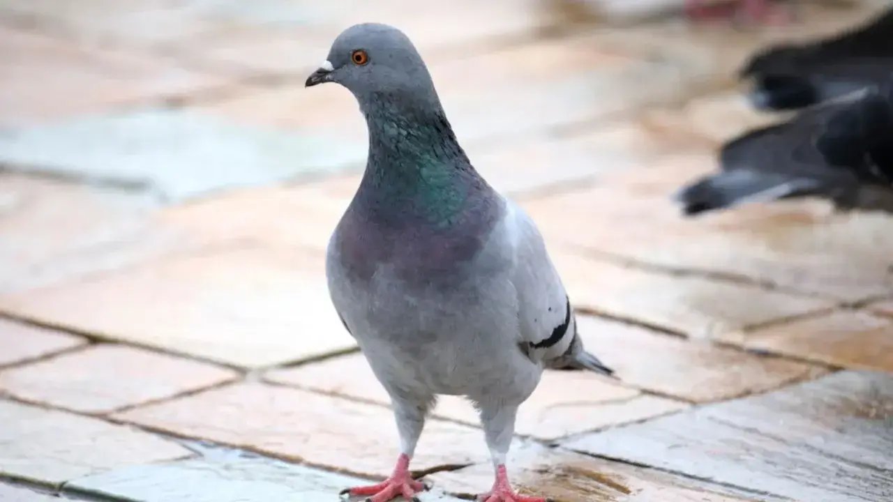 Universidad dirigida por la hija de Putin en Rusia diseña palomas biodrones