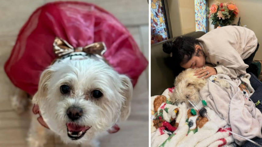Vanessa Hudgens comparte despedida tras eutanasia de su perrita