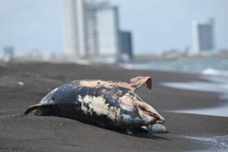 Derrame en Veracruz deja delfín muerto y alerta por especies en Golfo