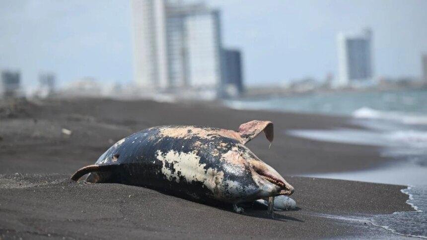 Derrame en Veracruz deja delfín muerto y alerta por especies en Golfo