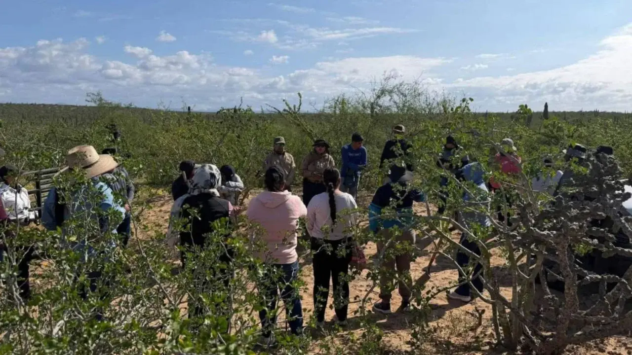 En Comondú, Baja California Sur, Madres Buscadoras localizan cinco fosas clandestinas