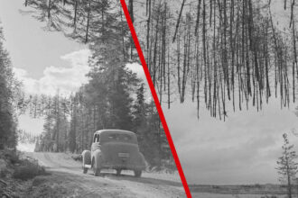 Fotografía de 1940: ilusión óptica de árboles aparentemente flotantes sobre carretera