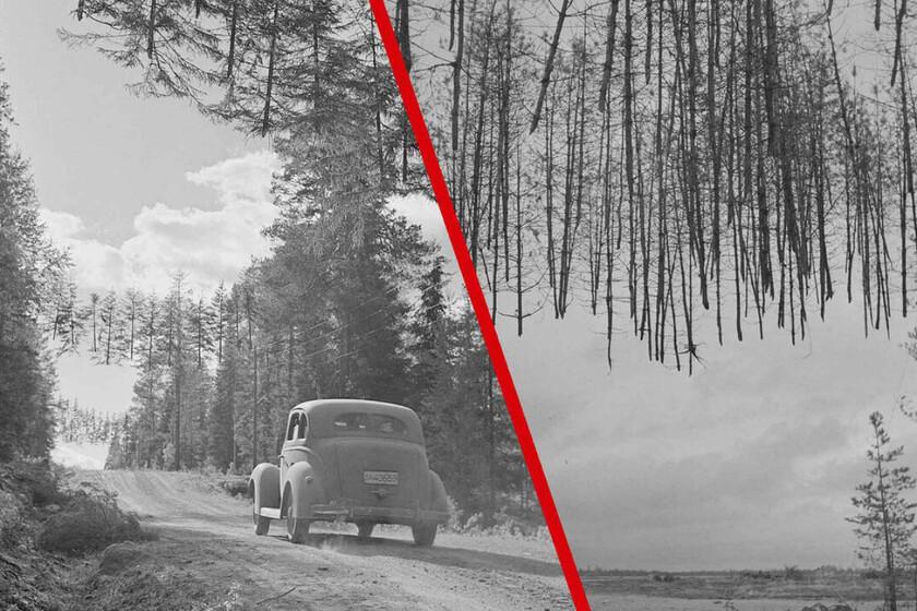Fotografía de 1940: ilusión óptica de árboles aparentemente flotantes sobre carretera