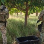 Hallan 12 artefactos explosivos ocultos entre la maleza en Culiacán