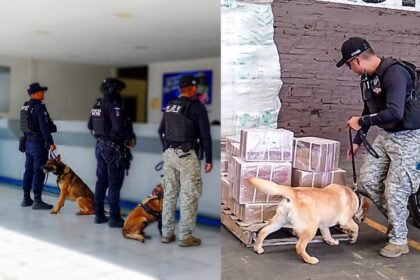 perros