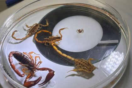 SSG confirma abasto suficiente de suero antialacránico en el estado