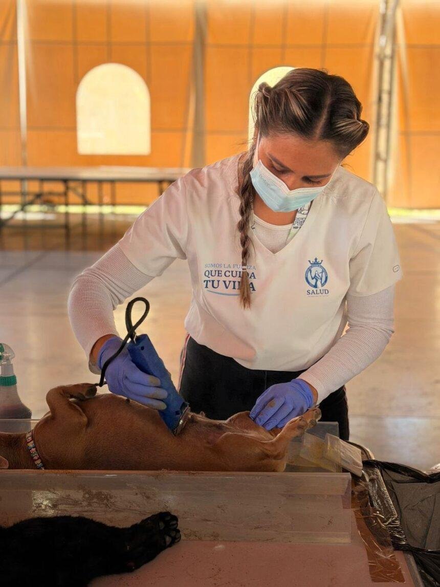 SSG realizó jornada de 200 esterilizaciones de mascotas en Jerécuaro, Guanajuato