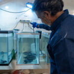 Zoológico de Morelia investiga estado de salud del ajolote