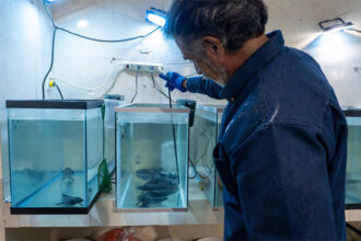 Zoológico de Morelia investiga estado de salud del ajolote