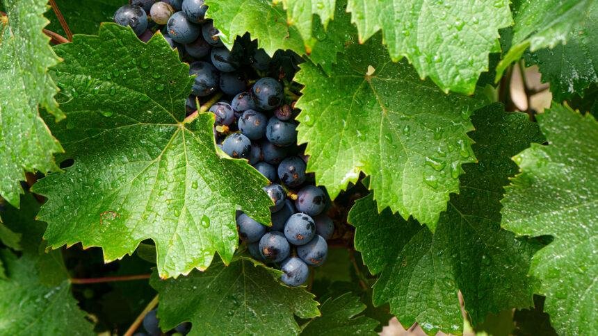 Aquí tienes varias opciones con estilo de revista (todas ≤12 palabras):

- Tannat: secretos de su carácter y cómo degustarla correctamente  
- Por qué la Tannat destaca y consejos para saborearla  
- Tannat al detalle: rasgos clave y formas ideales de disfrutarla  
- Descubre la personalidad de la Tannat y cómo disfrutarla mejor  
- Tannat: qué la distingue y mejores maneras de degustarla

¿Quieres que ajuste el tono (más elegante, juvenil o técnico)?