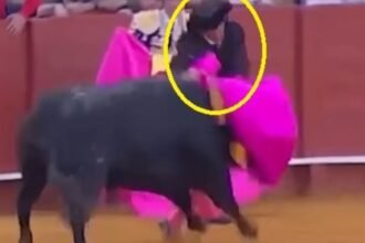 Banderillero enfrenta al toro y sufre un inesperado accidente en el ruedo