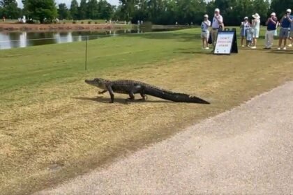 Cocodrilo interrumpe el PGA Tour en Nueva Orleans durante un partido