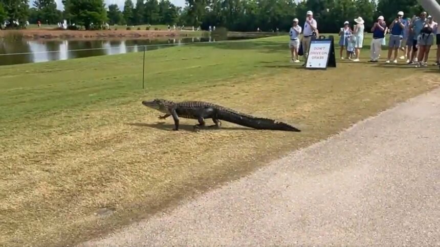 Cocodrilo interrumpe el PGA Tour en Nueva Orleans durante un partido