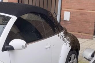 Diagnóstico técnico de la avería en Volkswagen