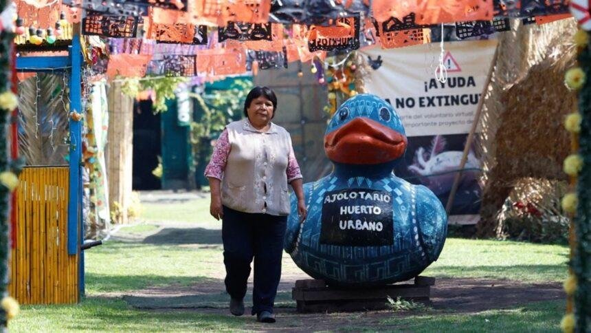 En Xochimilco, Ciudad de México, activistas usan cabello humano para limpiar canales