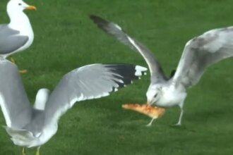 Gaviotas disputan pizza durante el duelo Giants-Mets en la MLB