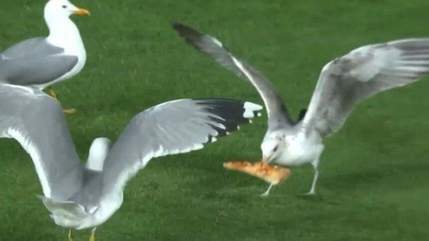 Gaviotas disputan pizza durante el duelo Giants-Mets en la MLB