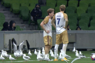 Gaviotas interrumpen partido de fútbol en un inesperado giro final