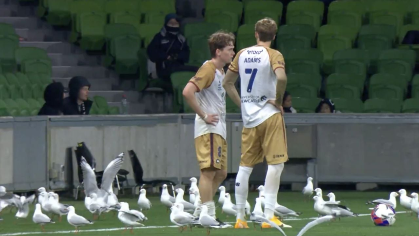 Gaviotas interrumpen partido de fútbol en un inesperado giro final