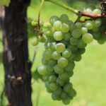 Guanajuato encabeza delegación mexicana en Bacchus 2026