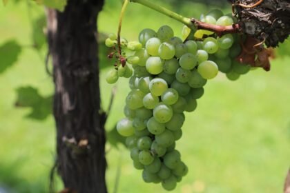 Guanajuato encabeza delegación mexicana en Bacchus 2026