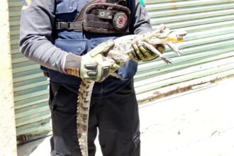 Localizan cocodrilo en azotea de la colonia Industrial de León