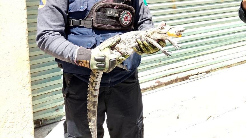 Localizan cocodrilo en azotea de la colonia Industrial de León