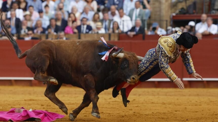 Morante de la Puebla sufre cornada: pronóstico grave tras la herida