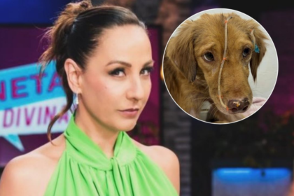 Osito, perrito que lucha y conquistó a Consuelo Duval