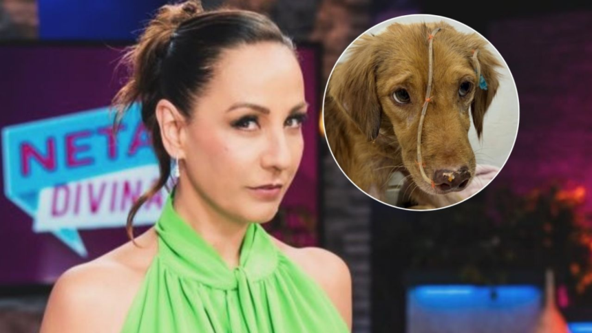 Osito, perrito que lucha y conquistó a Consuelo Duval