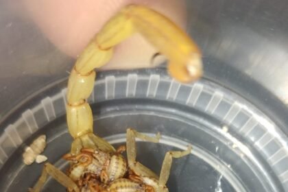 SSG reporta 10,847 atenciones por picaduras de alacrán en Guanajuato.