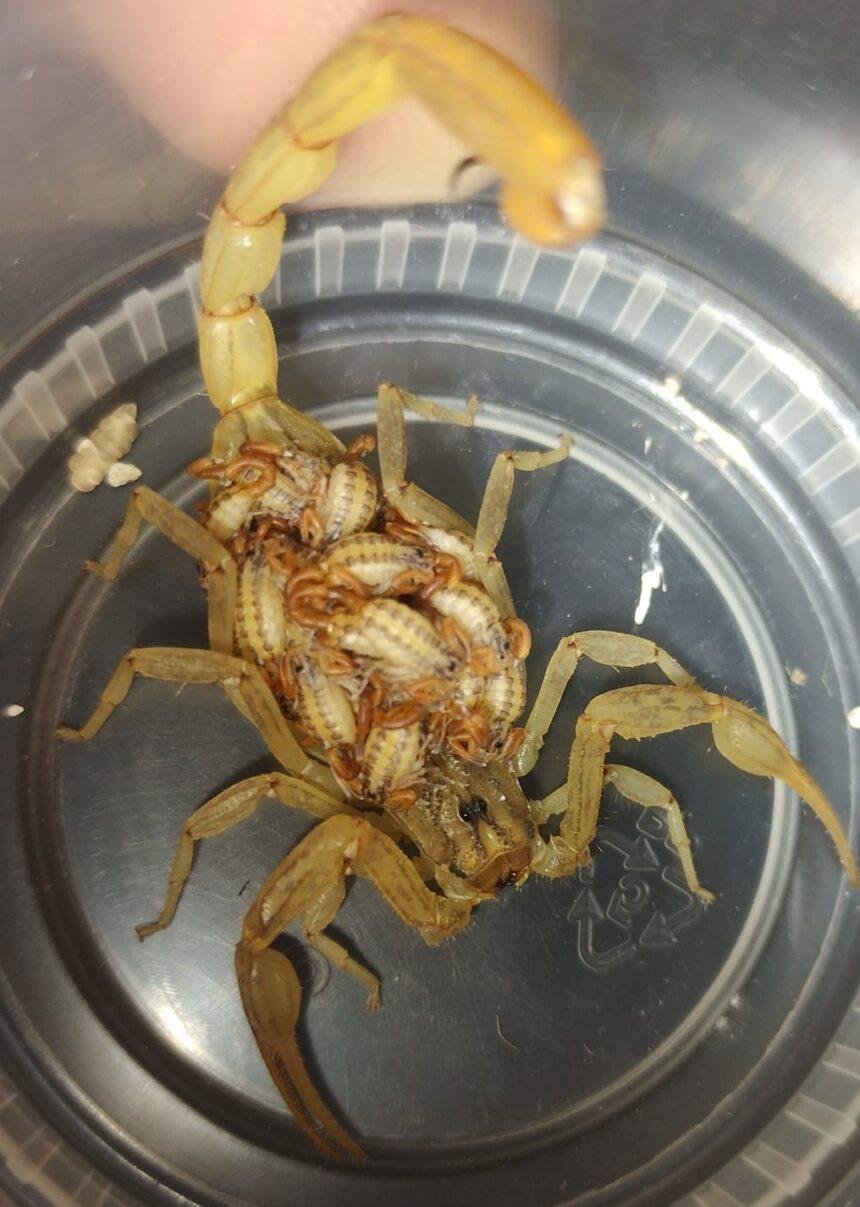 SSG reporta 10,847 atenciones por picaduras de alacrán en Guanajuato.