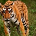 Tigre provoca pánico en circo de Rusia tras saltar al público
