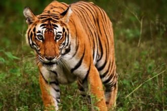 Tigre se abalanza sobre el público en circo de Rusia, provoca caos