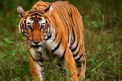 Tigre se abalanza sobre el público en circo de Rusia, provoca caos