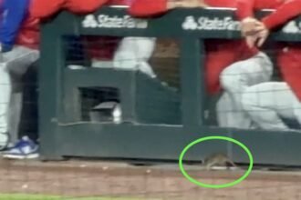 Una rata sorprende a jugadores y aficionados durante partido de MLB en Chicago