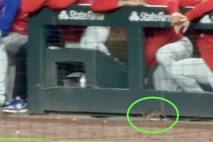 Una rata sorprende a jugadores y aficionados durante partido de MLB en Chicago