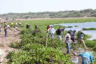 Avanza segunda jornada de retiro de lirio acuático en presa Ignacio Allende