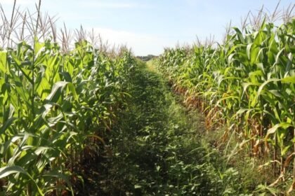 Campesinos cuestionan efectividad del nuevo programa de precio del maíz