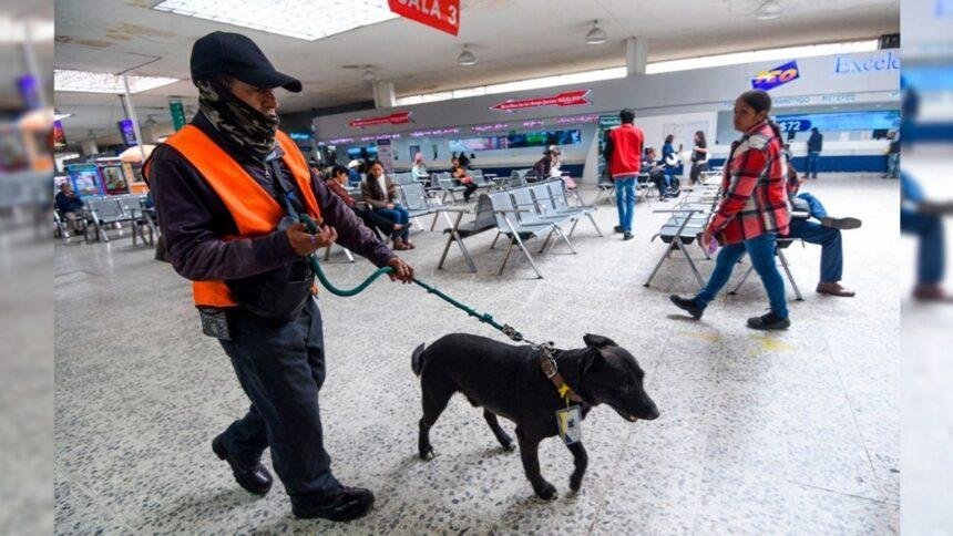 Capturan a hombre con más de 33 kilos de droga en la TAPO