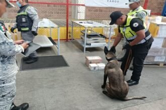 Decomisan 4.5 kilos de drogas ocultas en AIFA con destino a Australia
