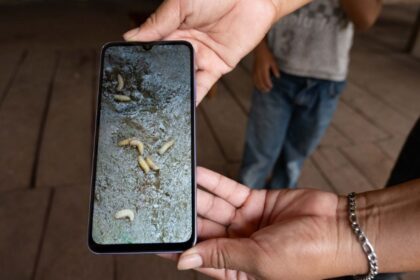 detectan primer caso de miasis por gusano barrenador en humanos Detectan primer caso de miasis por gusano barrenador en humanos en México