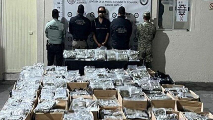 Detienen en Coahuila a traficante con 750 kilos de marihuana en camión