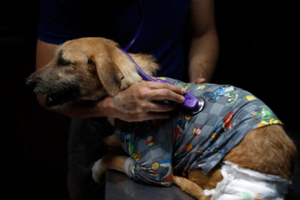 expertos en michoacan alertan sobre riesgos de sobrevacunacion en mascotas Expertos en Michoacán alertan sobre riesgos de sobrevacunación en mascotas.