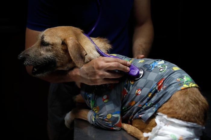 Expertos en Michoacán alertan sobre riesgos de sobrevacunación en mascotas.
